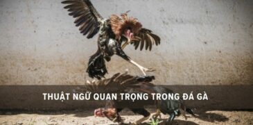 Thuật ngữ trong đá gà – Giải mã các từ vựng quan trọng cần nắm